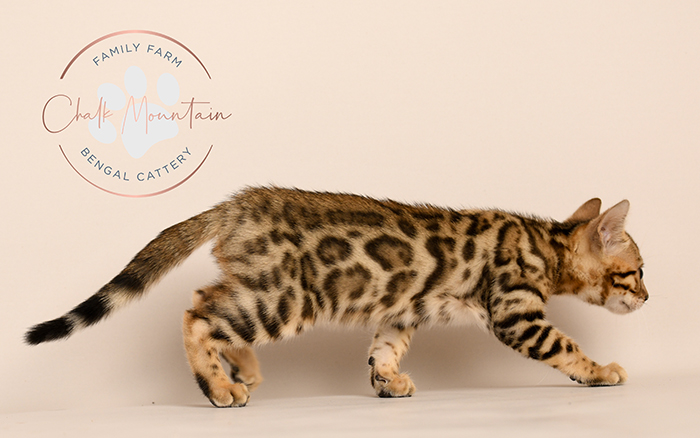 Bengal kitten for sale